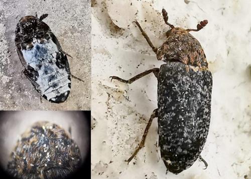 Réf. 333 030 : Dermestes undulatus